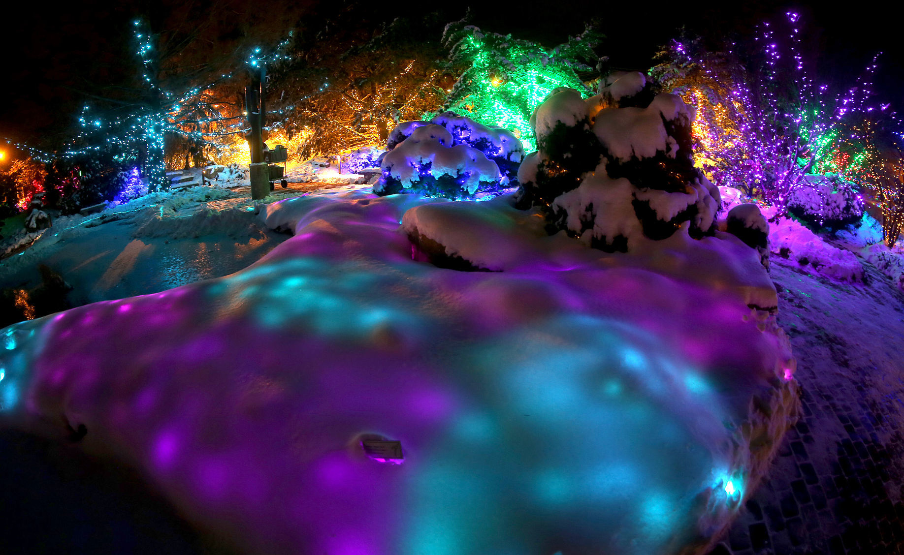 112718-botanical-lights-023